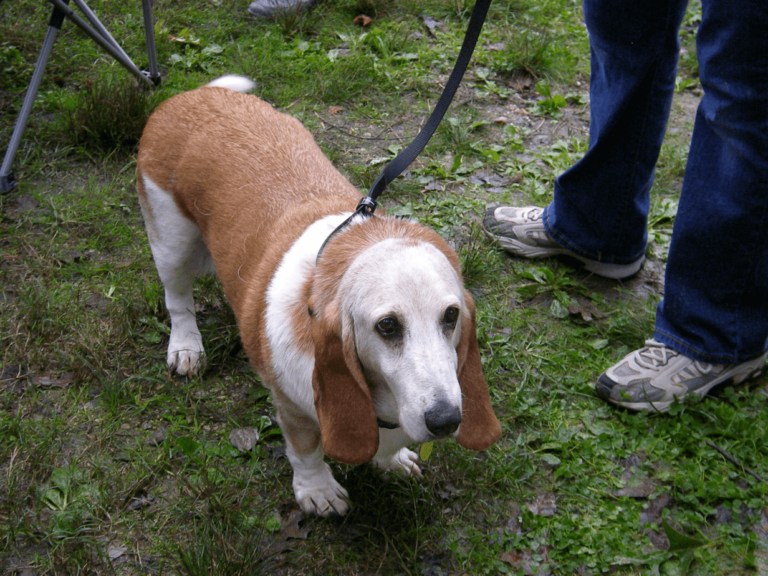 a dog on a leash standing on grass