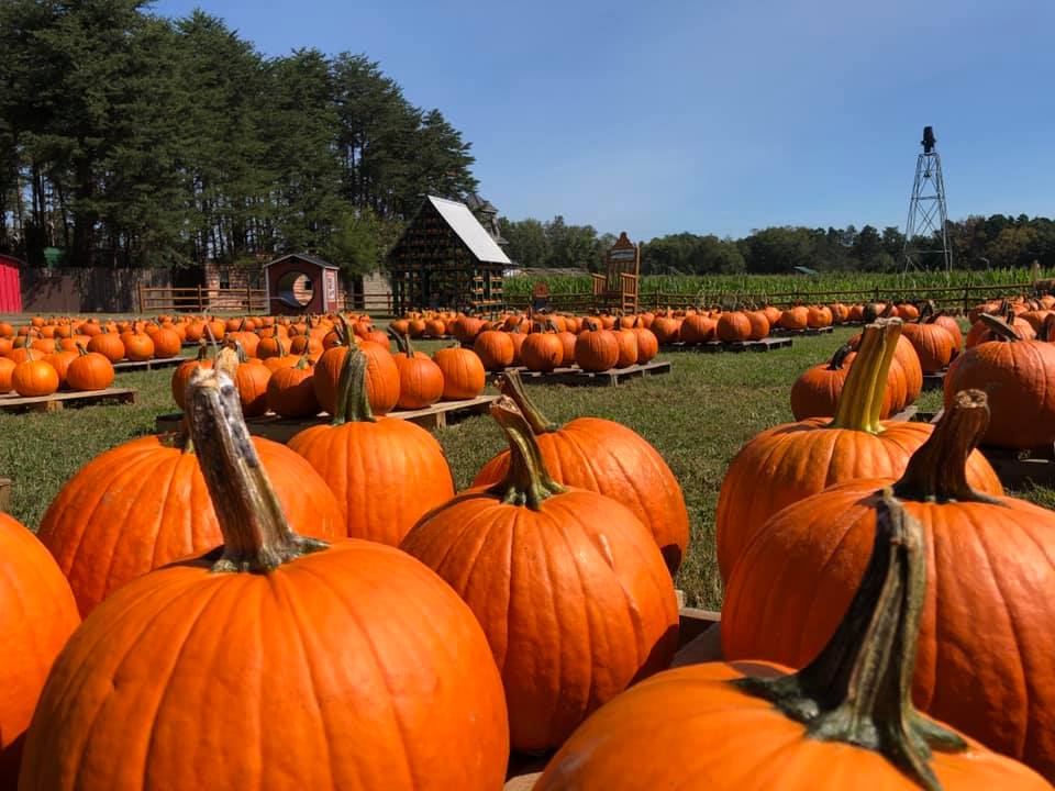 Pumpkin Patch