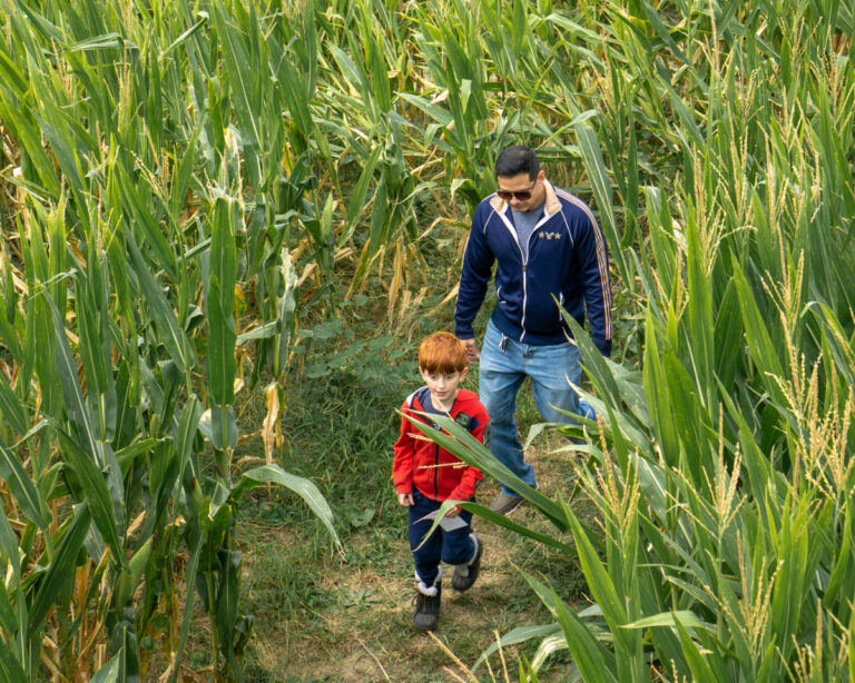 Maize Adventure corn maze kids fun