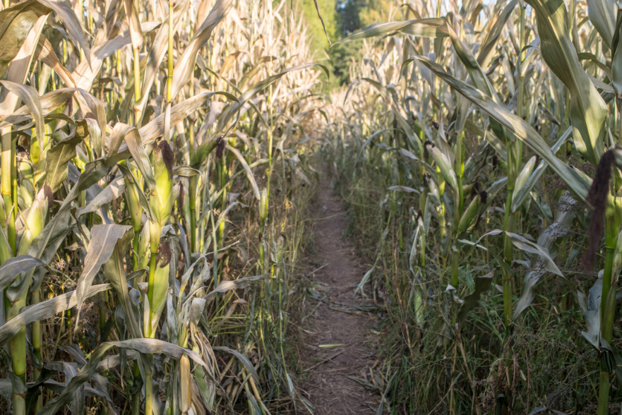 Corn maze gaming